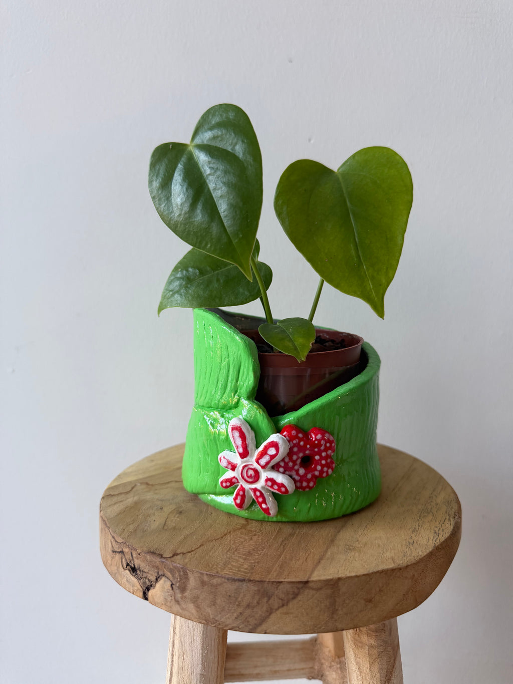 Anthurium Veitchii pot