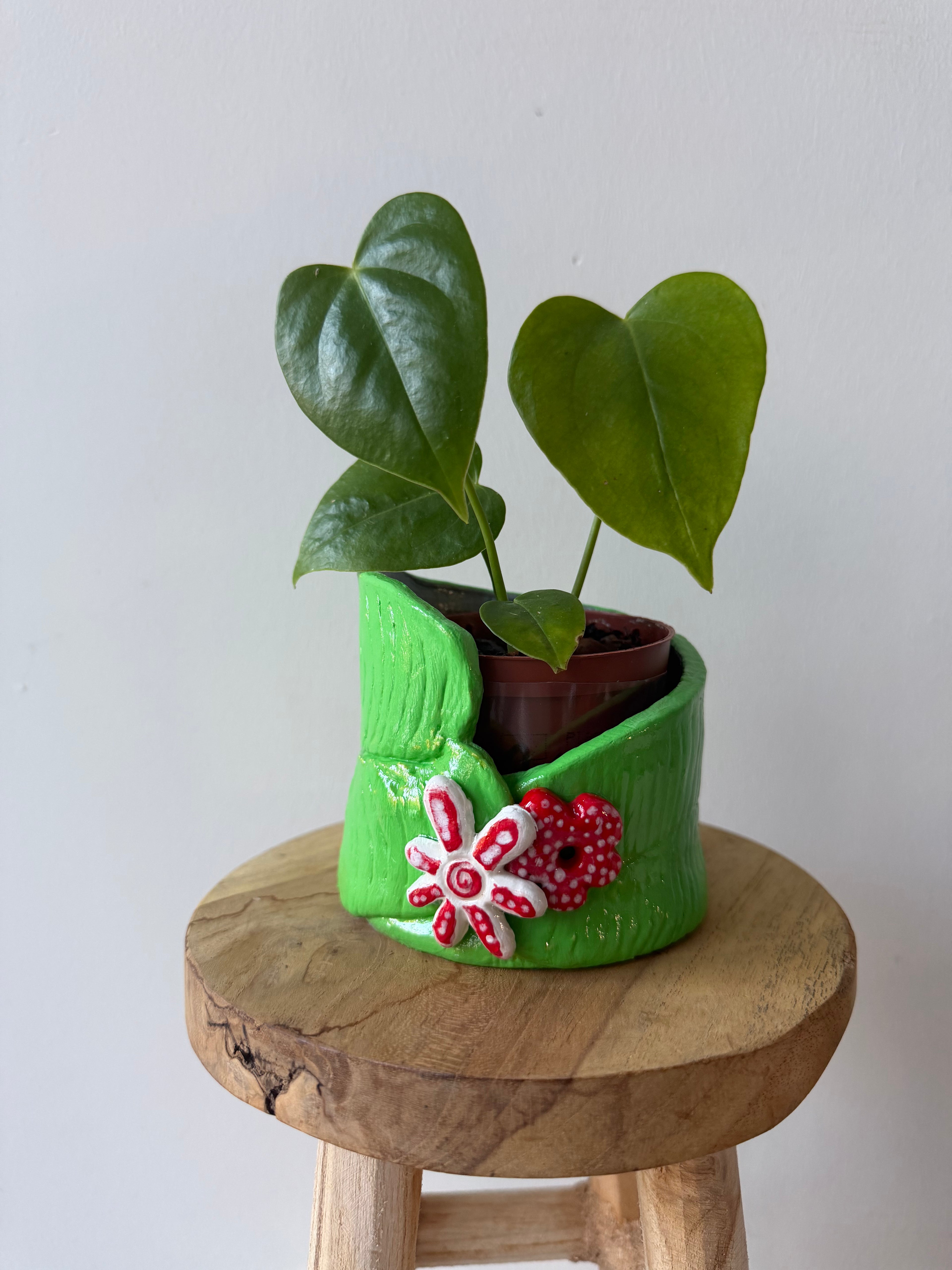 Anthurium Veitchii pot