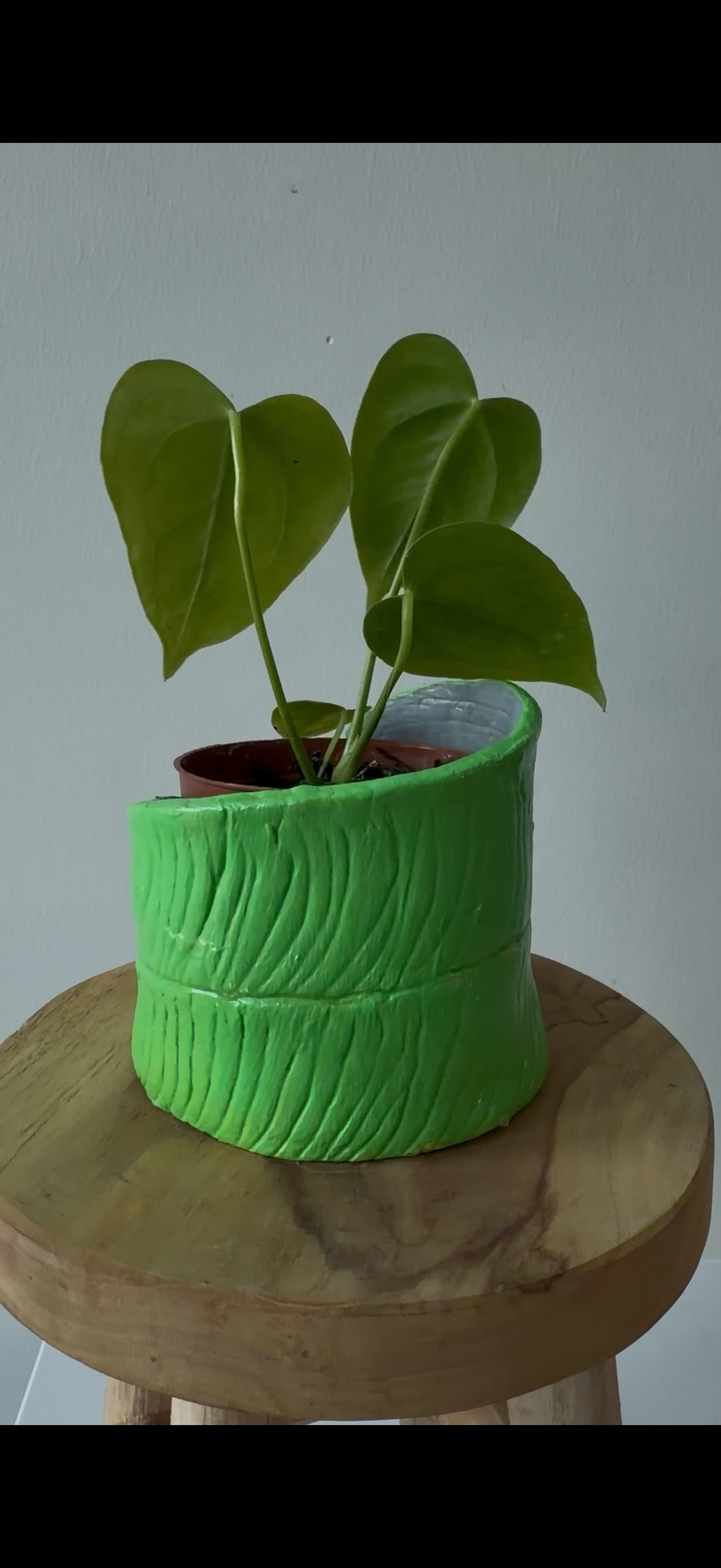Anthurium Veitchii pot