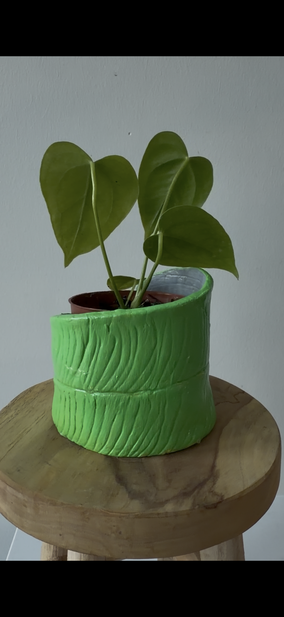 Anthurium Veitchii pot