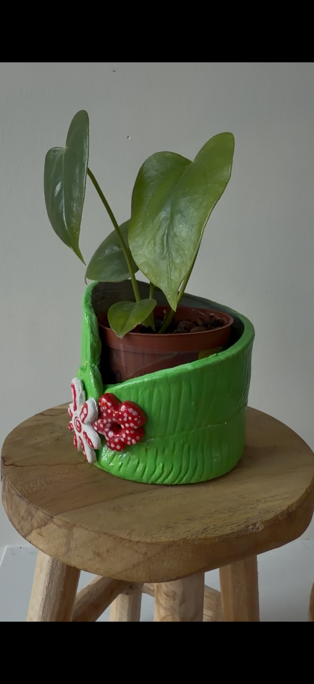 Anthurium Veitchii pot