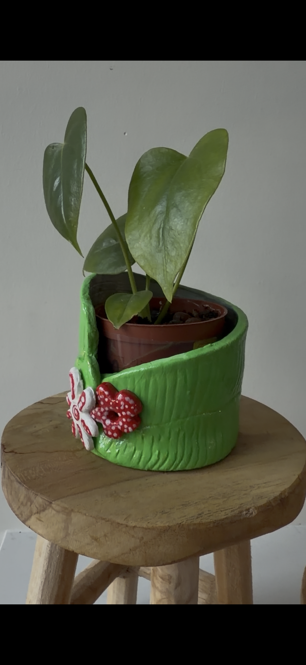 Anthurium Veitchii pot