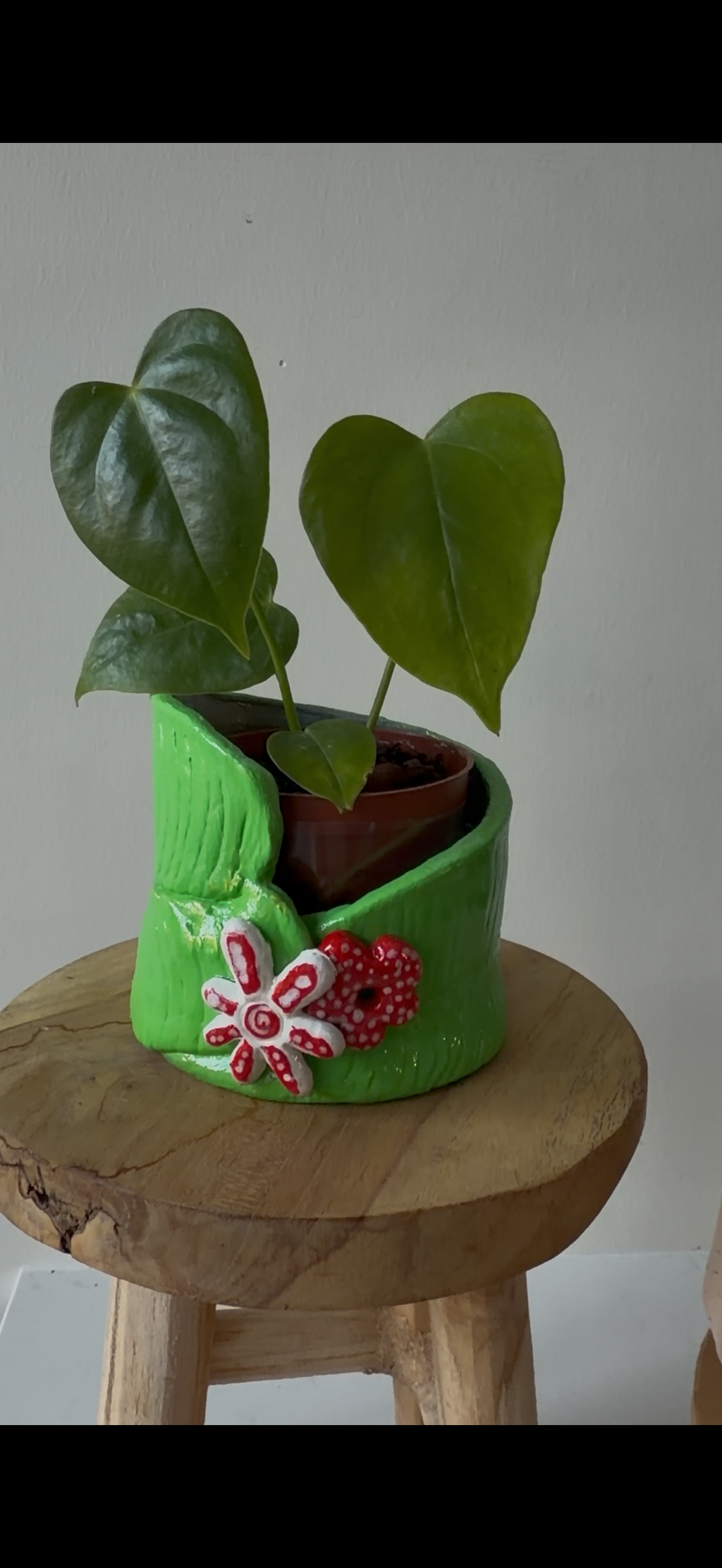 Anthurium Veitchii pot