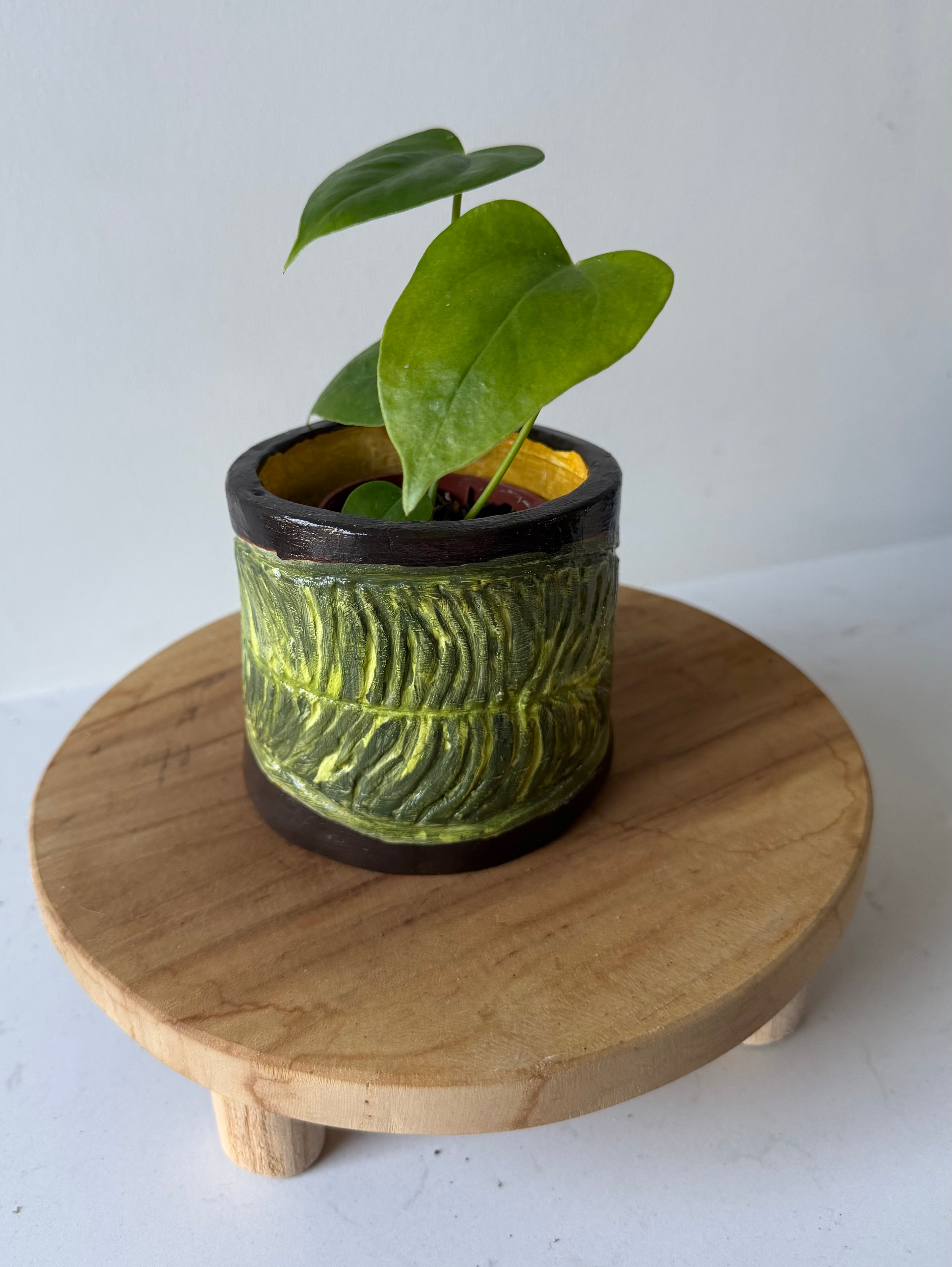 Anthurium Veitchii Pot