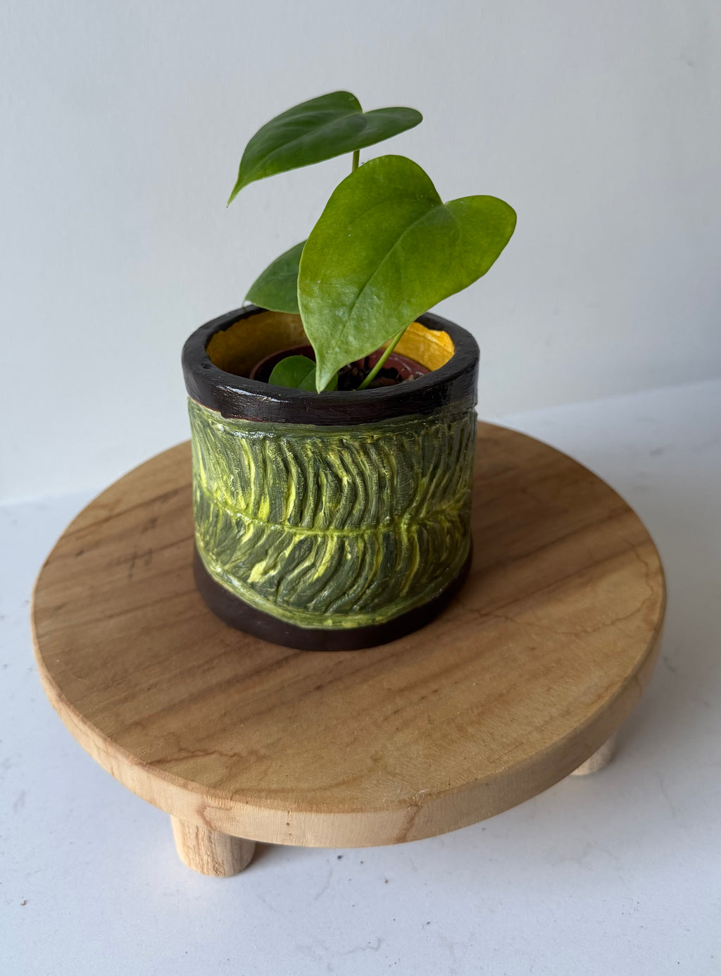 Anthurium Veitchii Pot