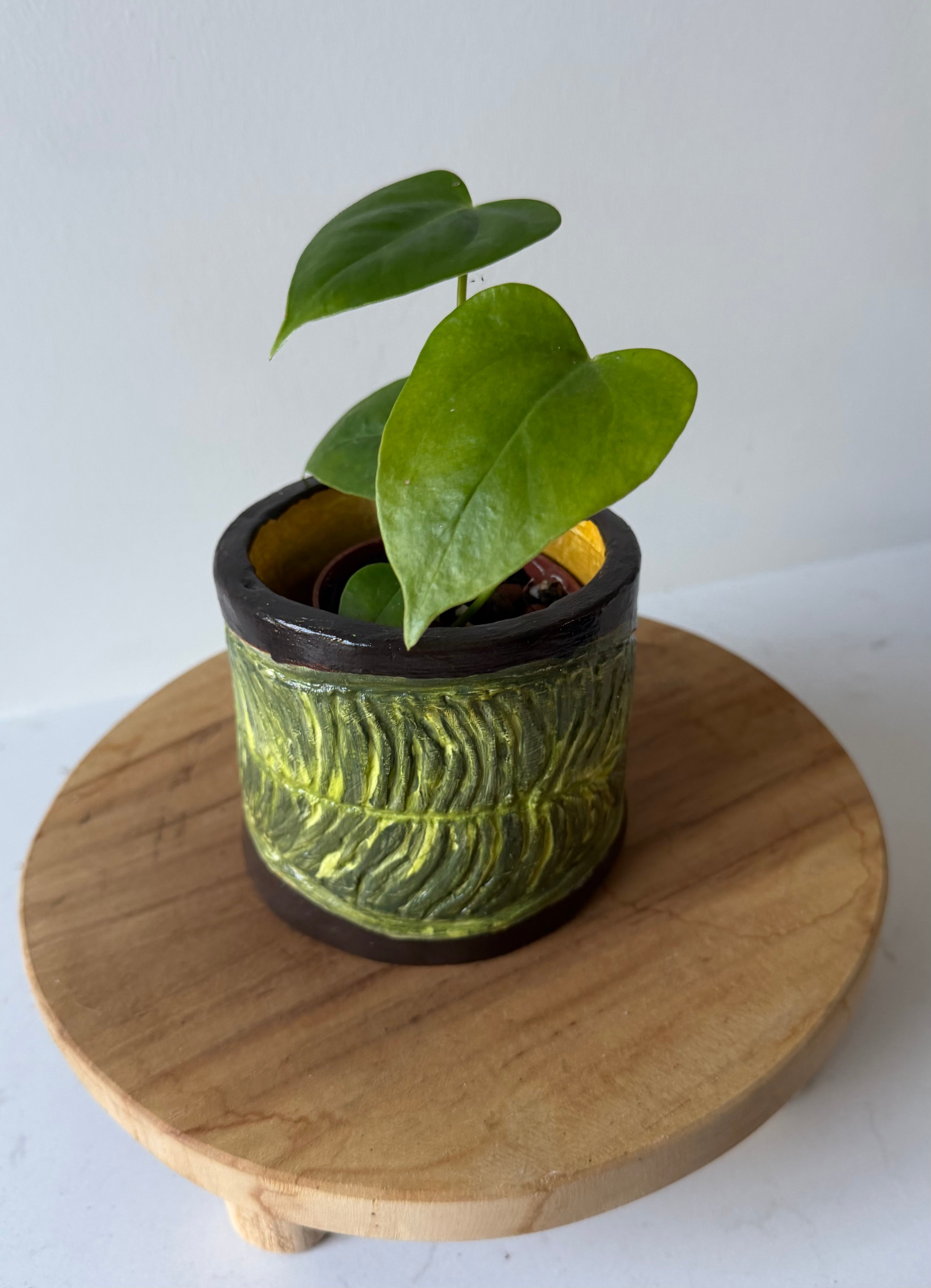 Anthurium Veitchii Pot