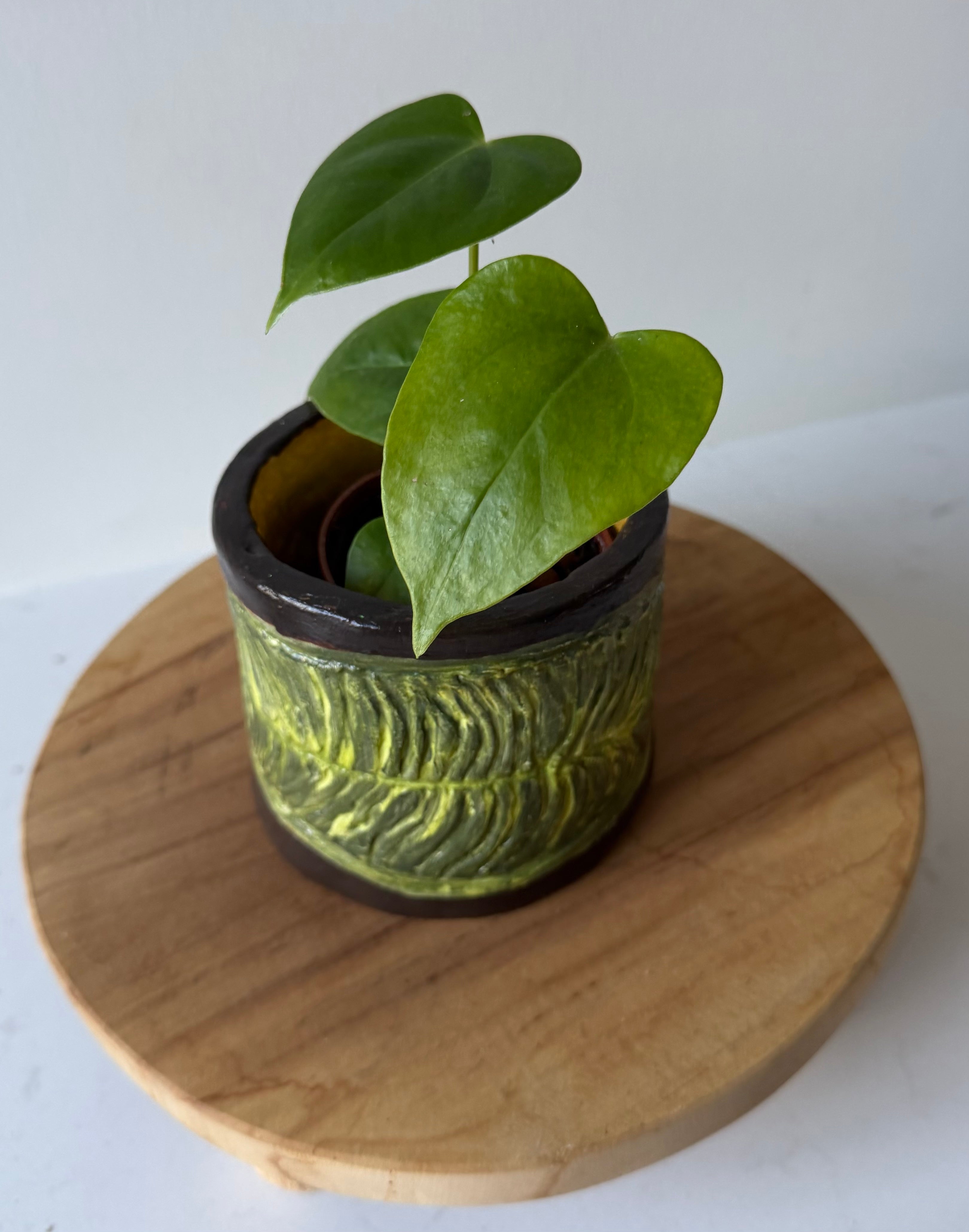 Anthurium Veitchii Pot