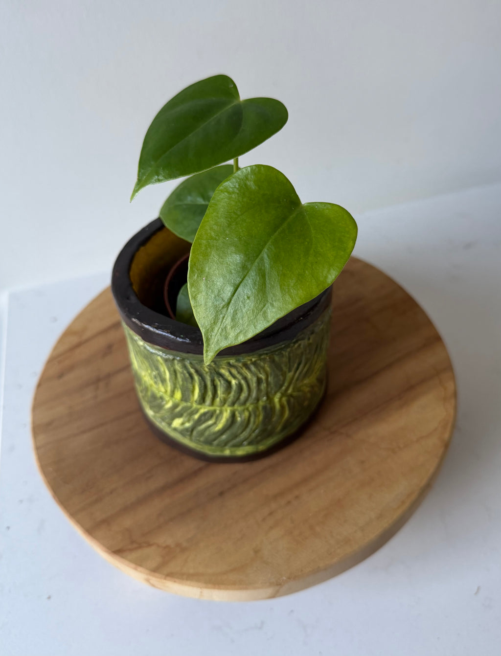 Anthurium Veitchii Pot