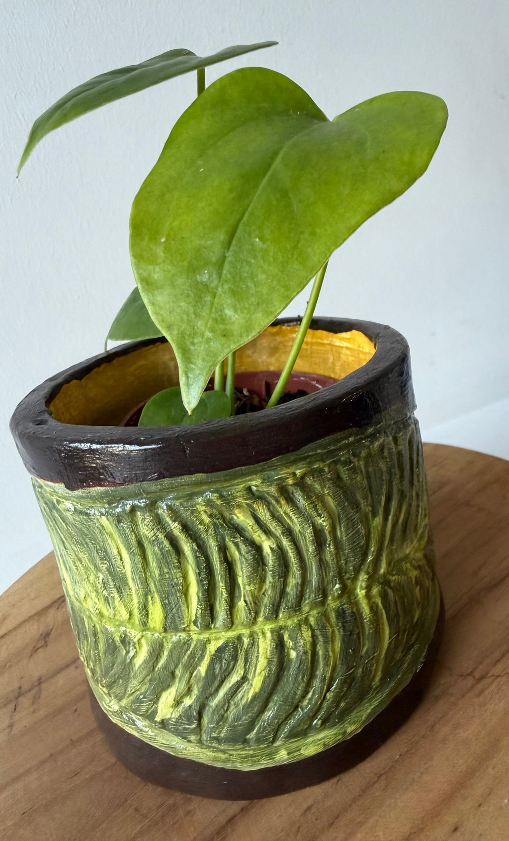Anthurium Veitchii Pot
