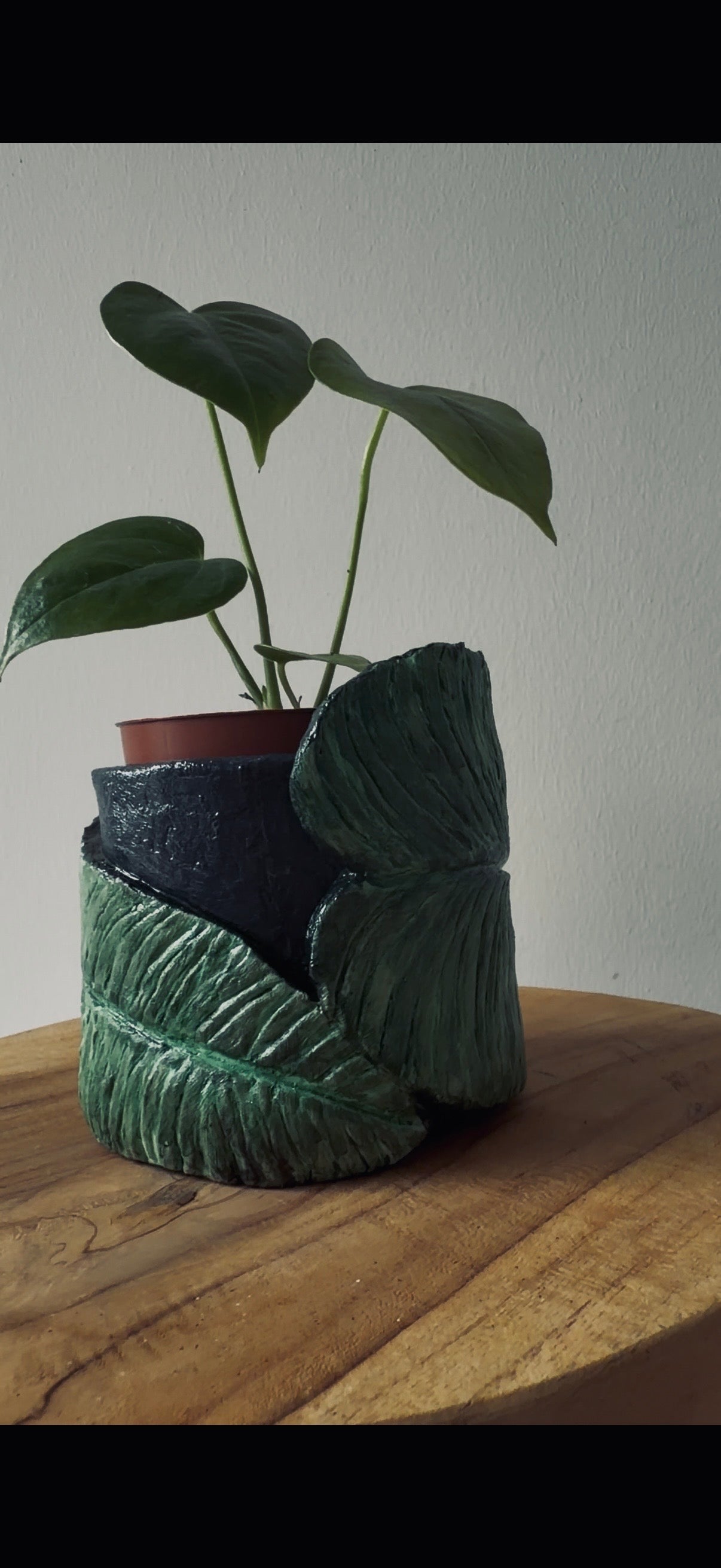 Anthurium Veitchii Pot
