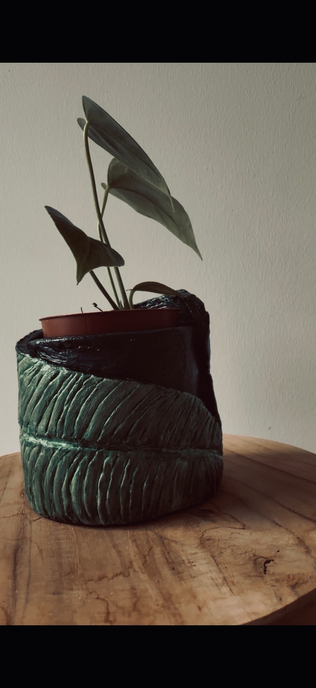 Anthurium Veitchii Pot