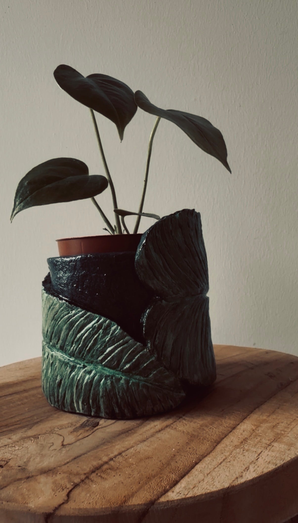 Anthurium Veitchii Pot