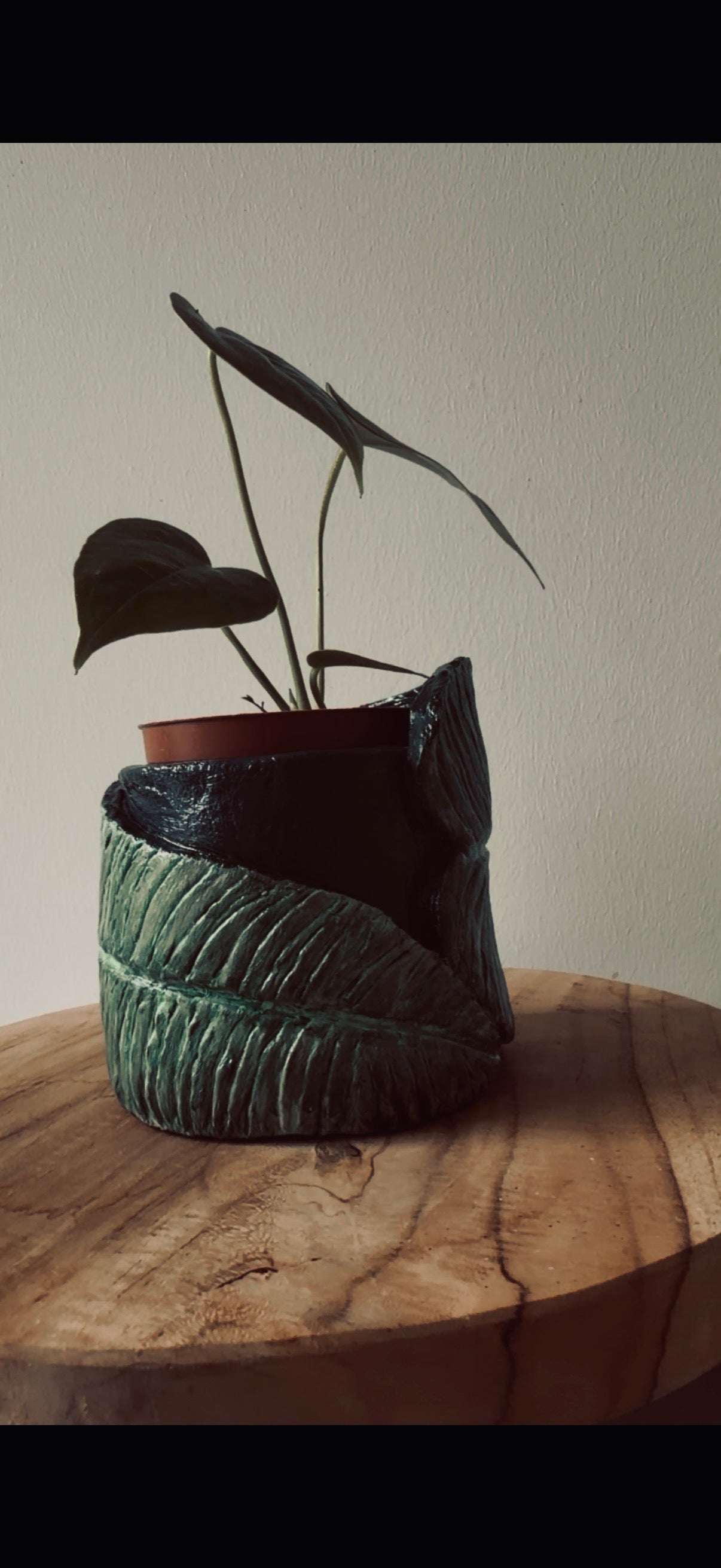 Anthurium Veitchii Pot